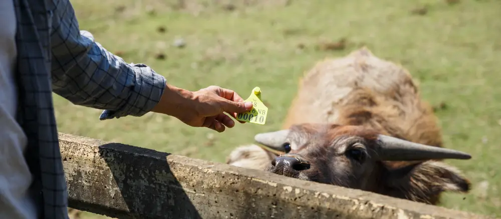 Qué es la trazabilidad animal y por qué es obligatoria en España
